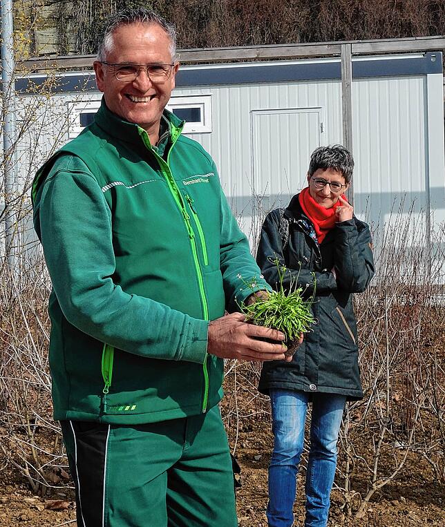 Bernhard Halmer zeigt hier das Mannsschild, eine von vielen neuen Pflanzen, die im Uferpark wachsen werden.