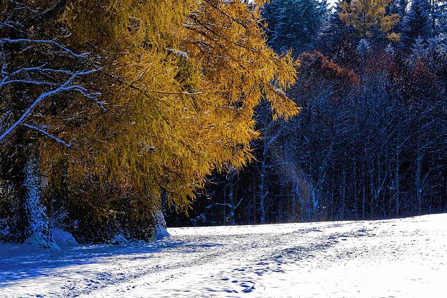 Bild 25: Wintereinbruch im Schwarzwald verschönert durch Schnee und Sonne