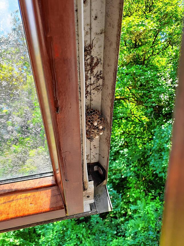 Wespen haben ihr Nest an der Innenseite eines Dachfensters eingerichtet. Wenn man sich an den Tieren nicht stört, so wie hier, kann man ...