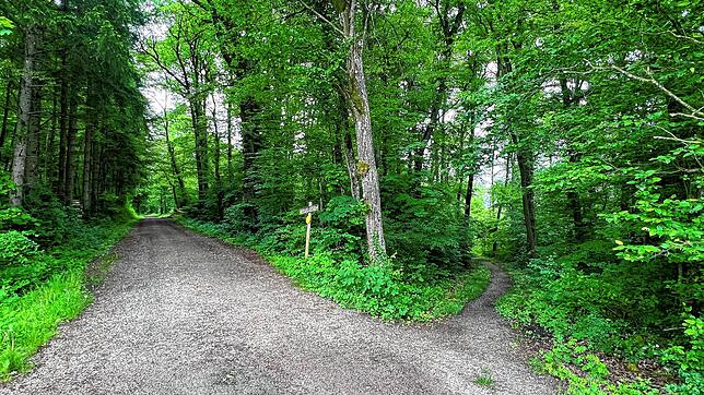 Beim Brückleweg &bdquo;Am Dornhau&ldquo; in Ortsteil Horheim wird der Ruhewald entstehen. Schon im laufe des kommenden Jahres sollen ...