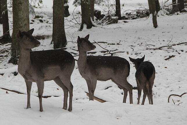 Etwas Schnee brachte der Dezember mit sich – hier eine Aufnahme aus dem Bad Säckinger Wildgehege.