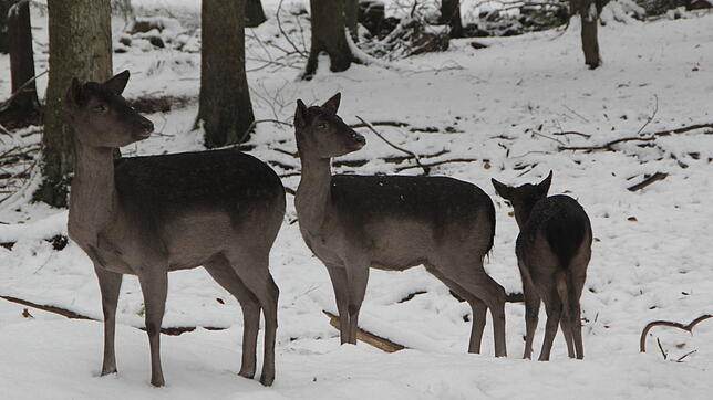 Etwas Schnee brachte der Dezember mit sich – hier eine Aufnahme aus dem Bad Säckinger Wildgehege.