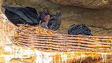 Hier ist ein adulter Vogel mit mindestens zwei Jungvögeln zu sehen. Mit 40 bis 45 Tagen werden die Tiere flügge.