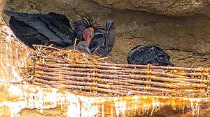 Hier ist ein adulter Vogel mit mindestens zwei Jungvögeln zu sehen. Mit 40 bis 45 Tagen werden die Tiere flügge.
