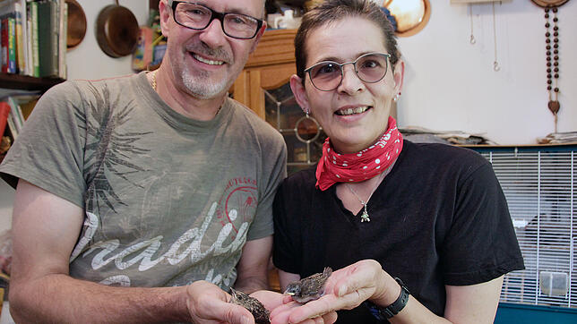 Ralf und Ellen Claaßen von der Villinger Vogelstation haben täglich alle Hände voll zu tun, um die vielen bei ihnen abgegebenen ...