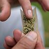 Bei der Hausdurchsuchung sind große Mengen Cannabis gefunden worden, diese Droge kann als Zigarette geraucht werden. (Symbolfoto).