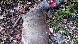 Erneut wurde in Sigmaringen ein Rehkadaver entdeckt. Vermutlich wurde das Tier von wildernden Hunden gerissen.