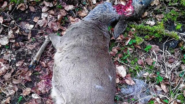Erneut wurde in Sigmaringen ein Rehkadaver entdeckt. Vermutlich wurde das Tier von wildernden Hunden gerissen.