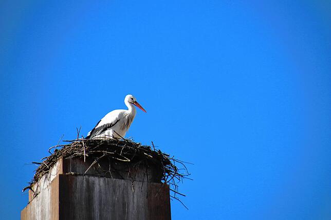 Bild 10: Traute Zweisamkeit: Die Störche Hans und Nelli II sind wieder in ihr Nest in der Oberstadt zurückgekehrt
