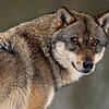 Ende November war in Grafenhausen ein Wolf unterwegs. Das hat die Analyse von genetischen Material ergeben.