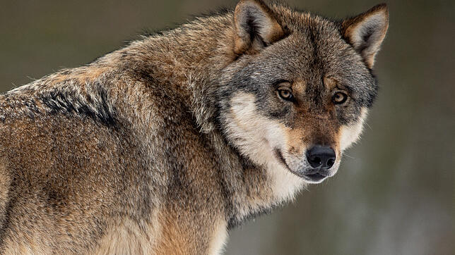 Ende November war in Grafenhausen ein Wolf unterwegs. Das hat die Analyse von genetischen Material ergeben.