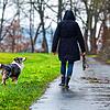 Derzeit gibt es keine Hinweise, dass Hunde oder Katzen das Virus übertragen können. Wer mit dem Hund draußen unterwegs war, sollte sich ...