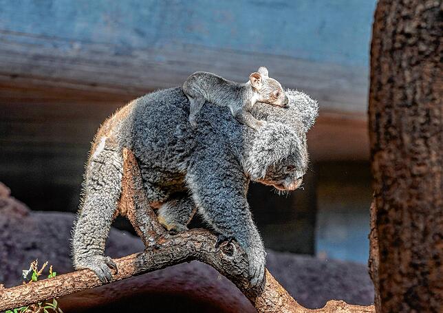 Das Koala-Baby hält sich gut fest.