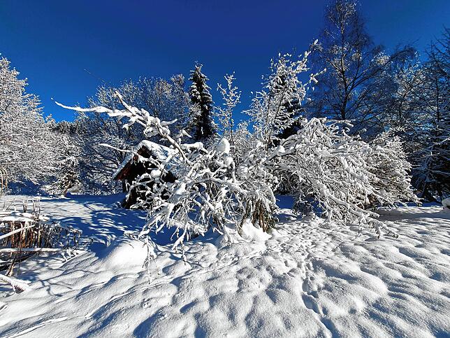Schnee im Hotzenwald: Strahlend blauer Wintertag am Sonntag, 3. Dezember, in Todtmoos.
