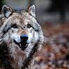 Gibt es einen Wolf bei Furtwangen? Das Symbolbild zeigt ein Tier aus einem Gehege in Dörverden.