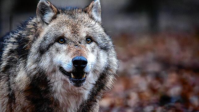 Gibt es einen Wolf bei Furtwangen? Das Symbolbild zeigt ein Tier aus einem Gehege in Dörverden.