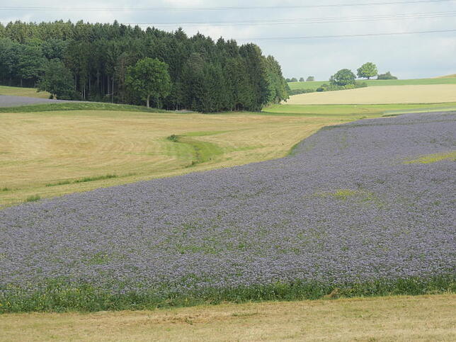 Blau-violett leuchtet es bei Rietheim am Ortsausgang Richtung Lohwald. Hier blüht Phacelia. Bilder: Heike Lubenow-Rapp