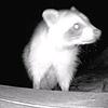 Erwischt: Im Rheinfeldener Stadtteil Warmbach ist im August 2023 ein Waschbär vor die Kamera getappt. Wildtierbeauftragter Valentin ...