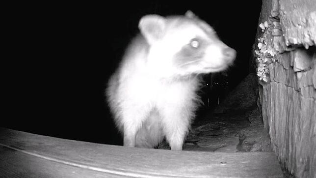 Erwischt: Im Rheinfeldener Stadtteil Warmbach ist im August 2023 ein Waschbär vor die Kamera getappt. Wildtierbeauftragter Valentin ...