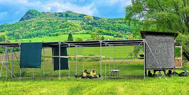 Am Binninger Segelflugplatz werden Waldrappküken auf ihre lange Flugreise über die Alpen bis in die Winterquartiere vorbereitet. Zwei ...