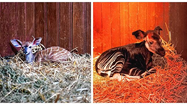 Doppelter Nachwuchs im Antilopenhaus des Zolli: Ein Kudu-Bock namens Vitu (links) und Okapi-Weibchen Vijana verstecken sich im Stroh.