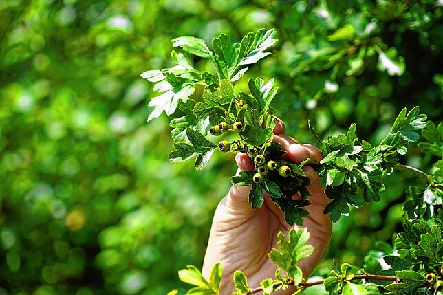 Noch sind die Beeren des Weißdorns grün. Sie reifen zwischen August und Oktober zu roten, säuerlich-süßen Früchten heran, die zu Likören ...