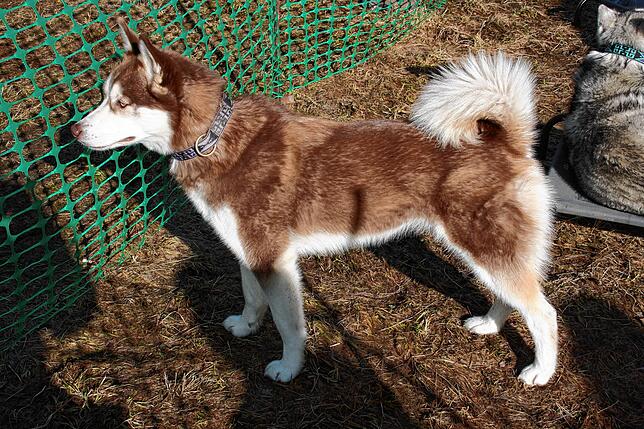 Bild 5: Bilder vom Husky-Camp und Huskyfiebermarkt in Todtmoos