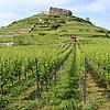 Die Staufener Burg erhebt sich auf der Spitze der Weinberge. Dort wachsen Chardonnay und Spätburgunder.