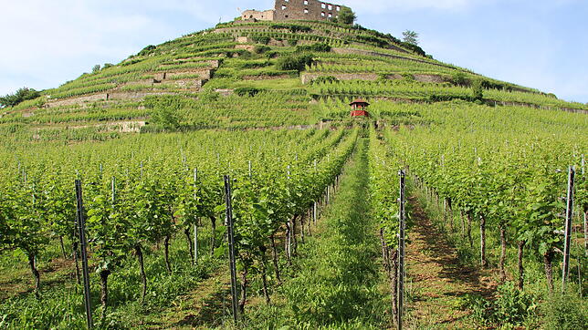 Die Staufener Burg erhebt sich auf der Spitze der Weinberge. Dort wachsen Chardonnay und Spätburgunder.