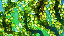 In Gewässern ein Störenfried, für die Zucht willkommen: Hier wächst die Alge Spirulina, besser bekannt als Blaualge.
