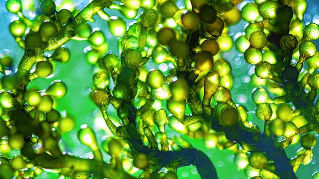 In Gewässern ein Störenfried, für die Zucht willkommen: Hier wächst die Alge Spirulina, besser bekannt als Blaualge.