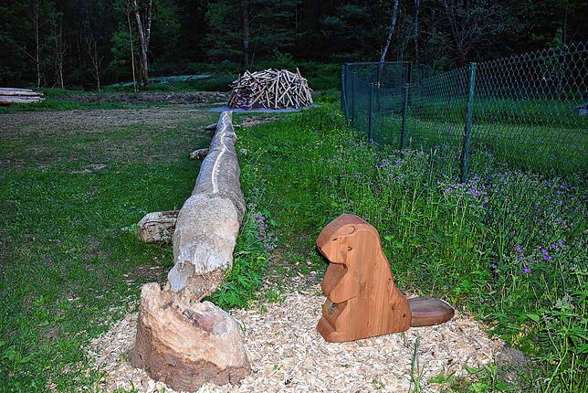 Für den Kugelwaldpfad wurde in diesem Frühjahr eine Bahn mit einem vom Biber bearbeiteten Baumstamm und einem Modell eines Biberbaus ...