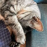 Oh je, vor den Coronaviren schließt die Katze einfach die Augen...