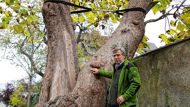 Baumpflege-Experte Heinrich Holewa steht neben einem Catalpa-Baum im Radolfzeller Stadtgarten. Weil Schäden aufweist, wurde der Baum mit ...