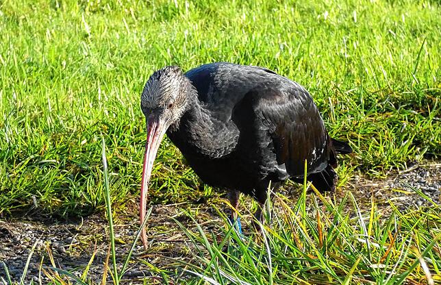 Ein Jungvogel im Detail, fotografiert im November 2022 in Überlingen. Noch fehlt dem Waldrapp unter anderem der typische Federnkranz.