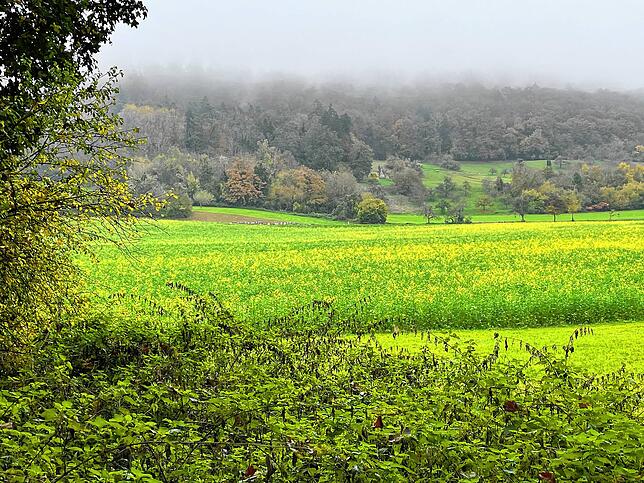 Der Wald am Heilsberg dient den Gottmadingern zur Naherholung. Selbst wenn der Nebel den kleinen Höhenzug mit Feuchtigkeit einhüllt, so ...