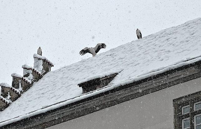 Bild 44: Die schönsten Bilder vom verschneiten Markdorf