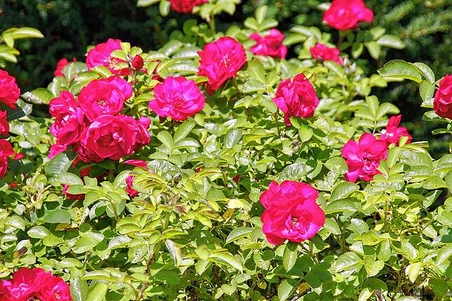 Strauchrose Hansaland