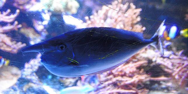 Auch dieser Masken-Nasendoktorfisch muss das Sealife Konstanz vorübergehend verlassen.