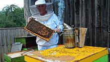 Bewaffnet mit ihrem Imkeranzug und einem Smoker, dessen Rauch die Bienen im Stock beruhigt, kontrolliert Astrid Ryll die einzelnen Waben ...