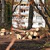 Das Büdingen-Areal an der Seestraße kurz nach Beginn von Baumfällungen Mitte Januar 2020.