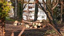 Das Büdingen-Areal an der Seestraße kurz nach Beginn von Baumfällungen Mitte Januar 2020.