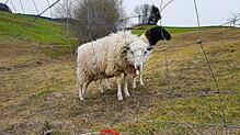 Zwei Schafe hinter einem Zaun, der sie vor dem Wolf schützen soll. Vor allem in steilem Gelände ist das Auf- und Abbauen solcher ...