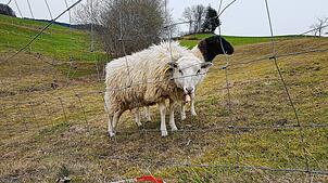 Zwei Schafe hinter einem Zaun, der sie vor dem Wolf schützen soll. Vor allem in steilem Gelände ist das Auf- und Abbauen solcher ...