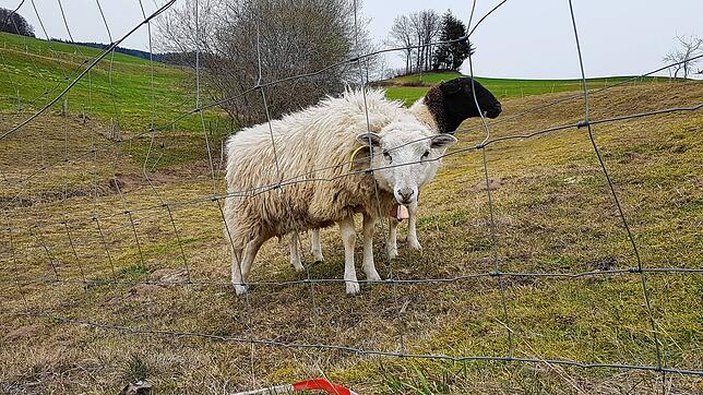 Zwei Schafe hinter einem Zaun, der sie vor dem Wolf schützen soll. Vor allem in steilem Gelände ist das Auf- und Abbauen solcher ...