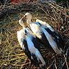 Hier ist SÜDKURIER_Storch Sausewind (rechts) kurz nach der Besenderung zu sehen. Er kam nicht dazu, in Richtung Süden zu ziehen, weil er ...