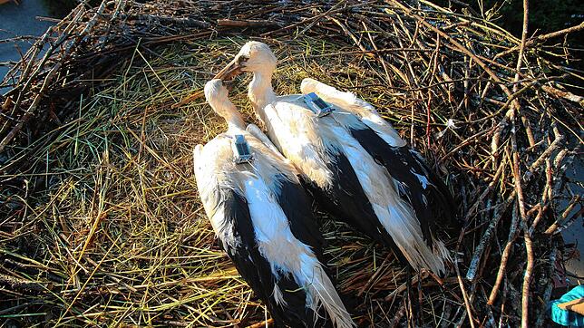 Hier ist SÜDKURIER_Storch Sausewind (rechts) kurz nach der Besenderung zu sehen. Er kam nicht dazu, in Richtung Süden zu ziehen, weil er ...