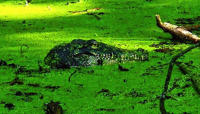 Echt oder nicht? Rätsel um vermeintliches Reptil in Konstanz – Polizei rückt mit Vorsicht an.