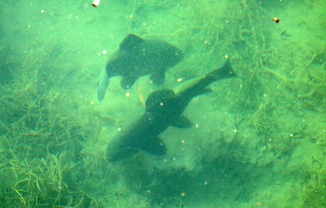 Zwei Schleie suchen den Grund nach Essbarem ab. Diese Fische sind etwa 20 Zentimeter groß.