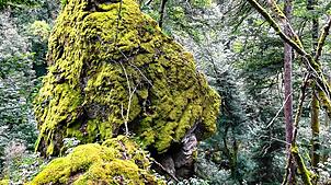 Wilde Natur am Albsteig zwischen Albbruck und Görwihl. Bild: Marietta Michel